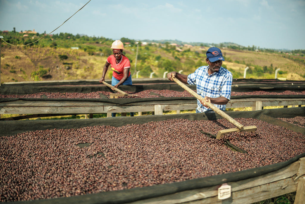 Roaster's Reserve Uganda Sironko Station "Pure Natural"