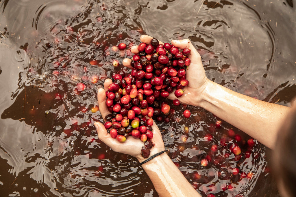 Roaster's Reserve Mexico Finca Coyametla