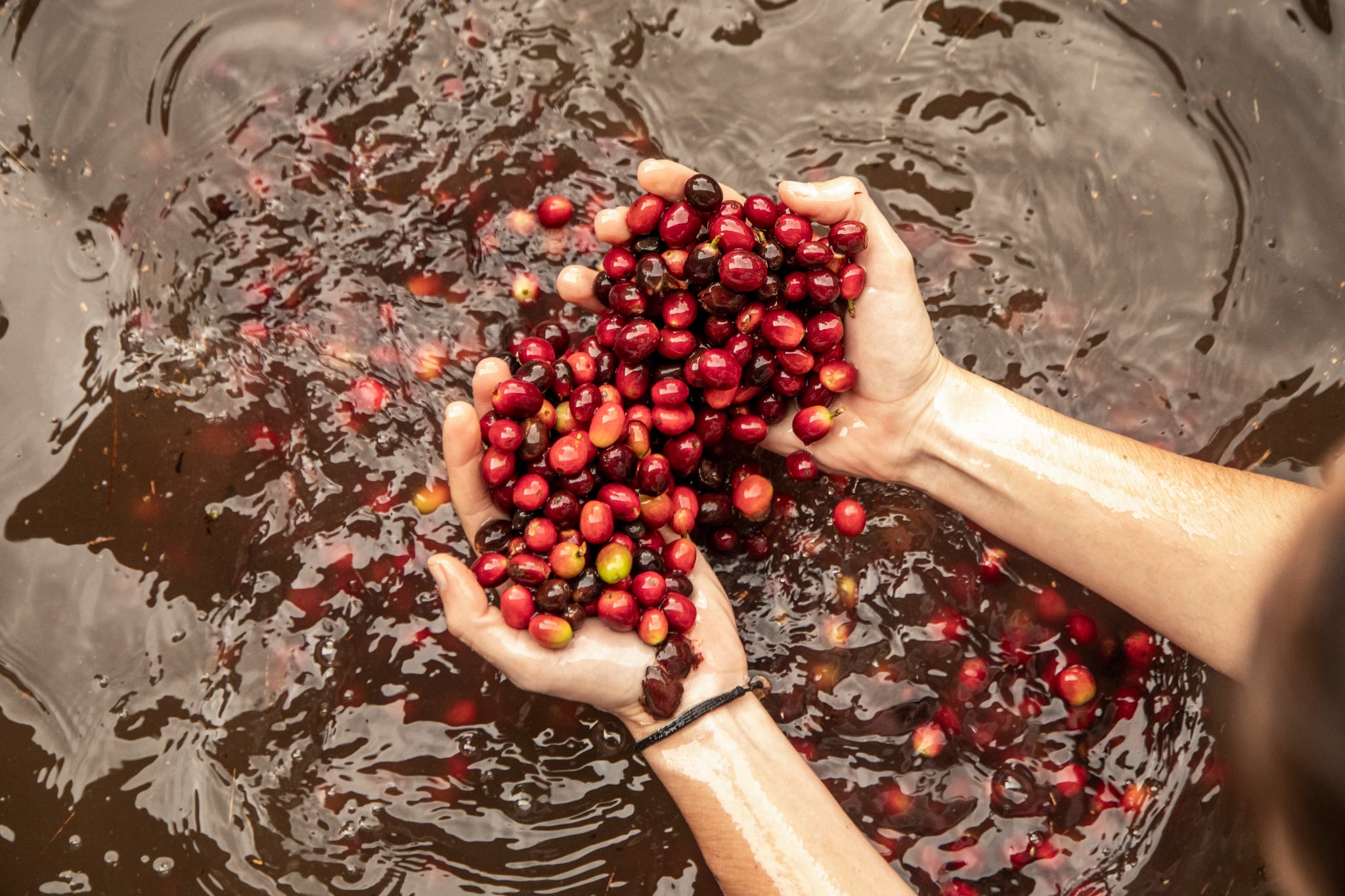 Roaster's Reserve Mexico Finca Coyametla