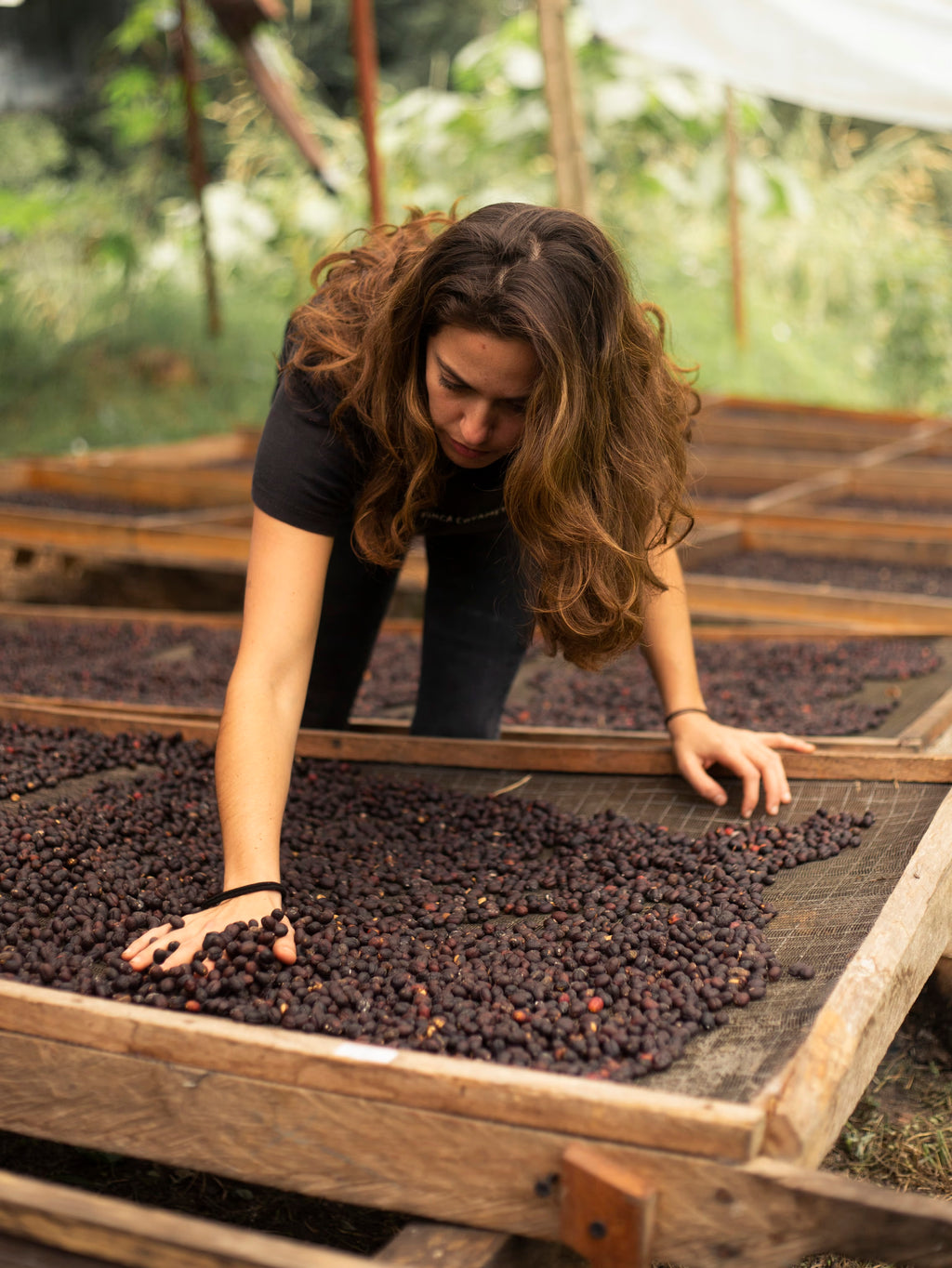 Roaster's Reserve Mexico Finca Coyametla